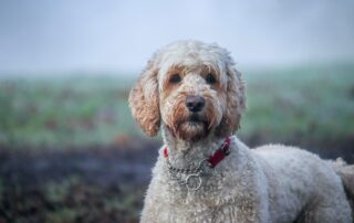 Australische Labradoodle DNA test