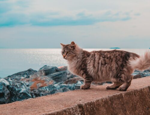 Sunshine en Extreme Sunshine vachtkleuren bij Siberische katten